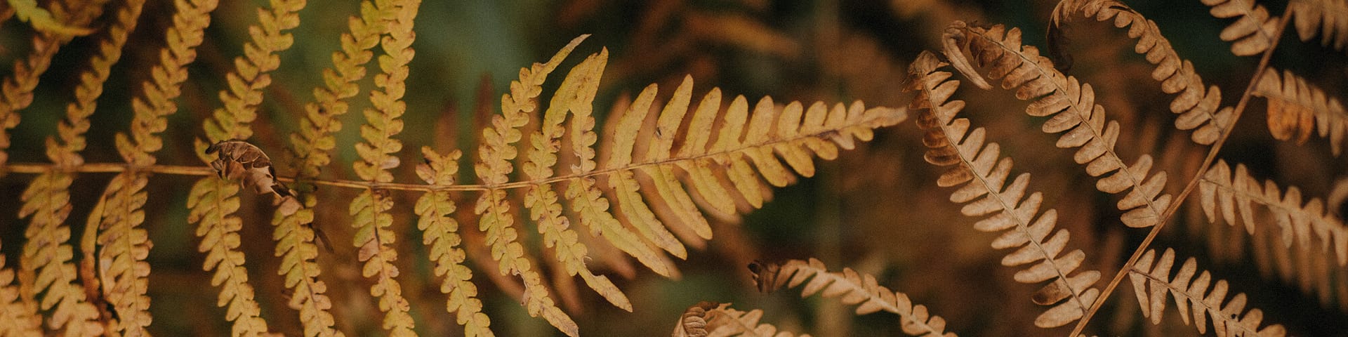 leśne historie krupkowska.com biżuteria inspirowana naturą